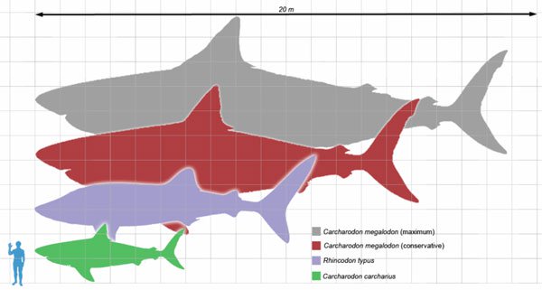 ca-map-megalodon1