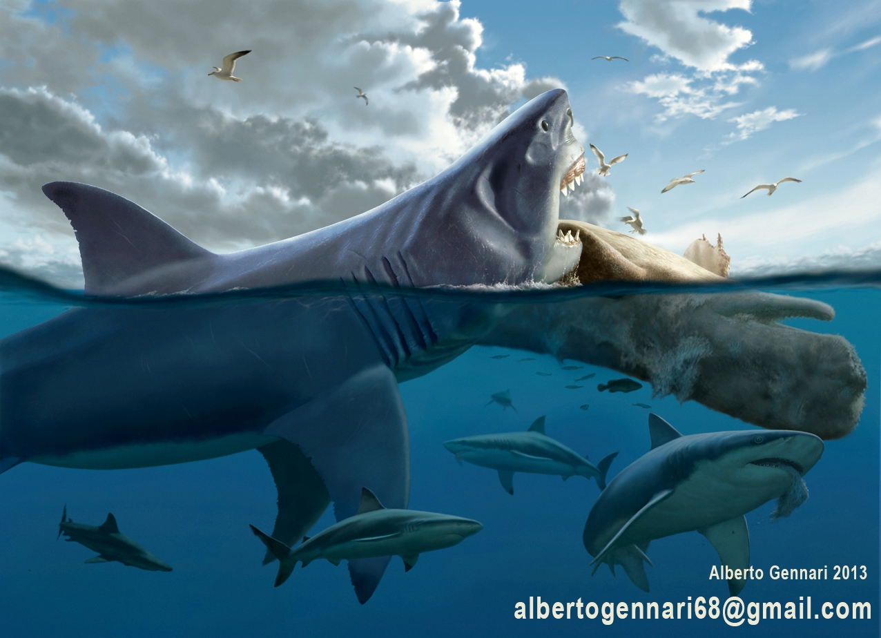 megalodon-by-alberto-gennari-1498640667772