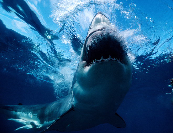 shark-attack-the meg