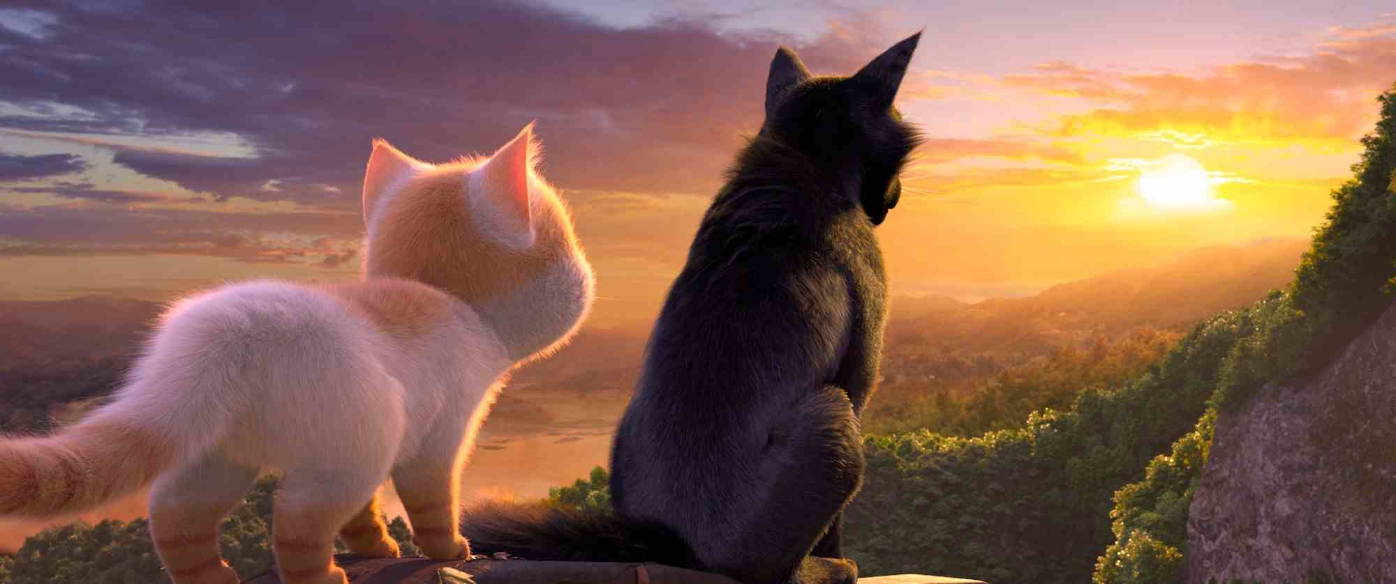 mèo mập đi phượt